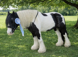 Mini ride and drive cob