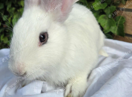 Adorable giant cross kits looking for loving homes