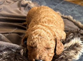 Cockapoo Pppies