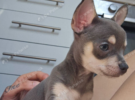 ***Ready now*** last girl available chihuahua puppies