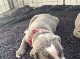 3 beautiful staff puppies