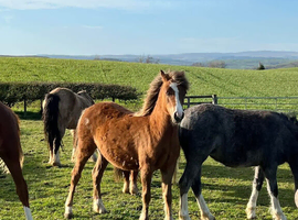 Registered Welsh section A yearling filly