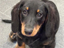 Beautiful Dachshund Puppies