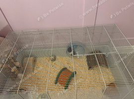 Syrian hamster