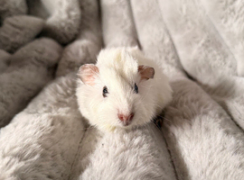 Single male guinea pig