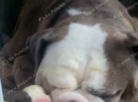 English Bulldog Puppies