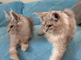 TICA Registered Maine Coon Kittens