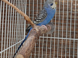 Split blackface violet hen