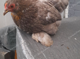 1 pekin bantam chicken