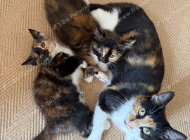 Kittens for sale