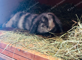 Last mini lop boy
