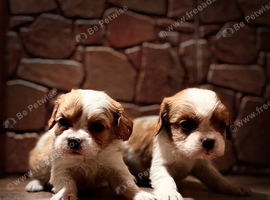 Cavalier King Charles spaniels