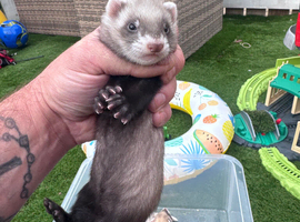 Ferret kits from working stock