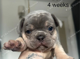 Beautiful French bulldog