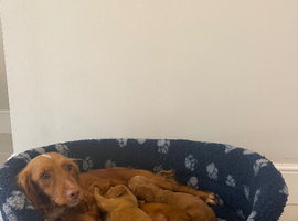 Cocker spaniel puppies