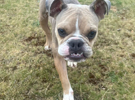 8 month old girl