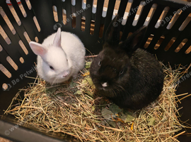 3 Netherland dwarf bunnies for sale