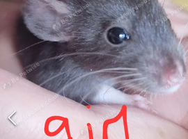 Baby rats