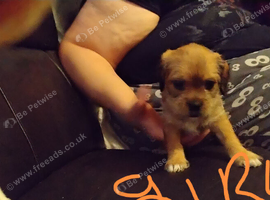 Puppies. French bulldog cross shitzu cross terrier