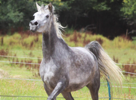Beautiful Arabians !