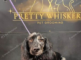 7 month old male cocker - smoke