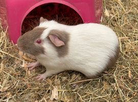 2 stunning male guinea pigs