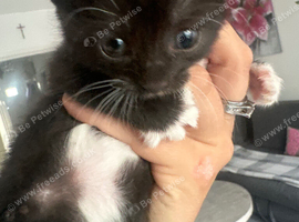 Kitten