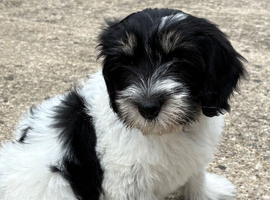 Polish Lowland Sheepdog