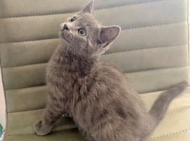 British Shorthair X Ready Now