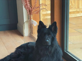Handsome Male with a Unique pedigree
