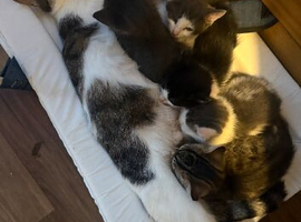 Beautiful kittens