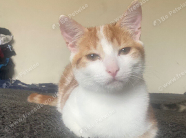 Loving male cat waiting for new home.