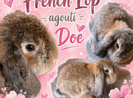 Agouti French Lop Doe