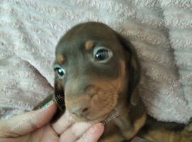 Miniature Dachshund puppies for sale