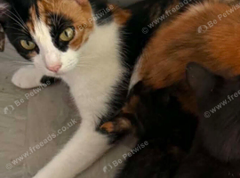 2 male kittens