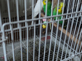 changing house