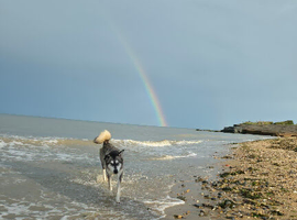 husky female