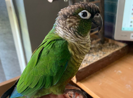 Green Cheeked Conure for Sale &ndash; Friendly, Hand-Reared Male (7 Years Old)