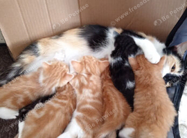2 kittens looking for there forever homes
