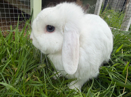 White Male Mini Lop