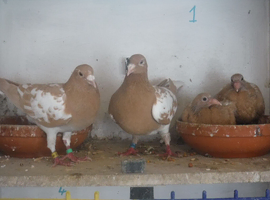 Mueleman Racing Pigeons