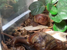 Two lovely GALS are looking for new home. FREE