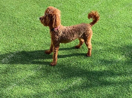 Toy Cockapoo f1bb girl for sale
