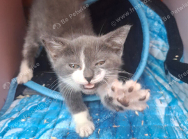 Cutest little girl kitten