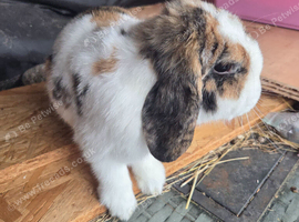 Stunning gorgeous girl mini lop