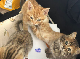 Pixie bob mixed kittens ready now