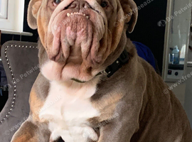 British bull dog