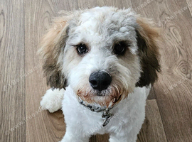 6 Month old Cockapoo