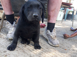 Male black labrador pups