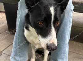 Female Border Collie